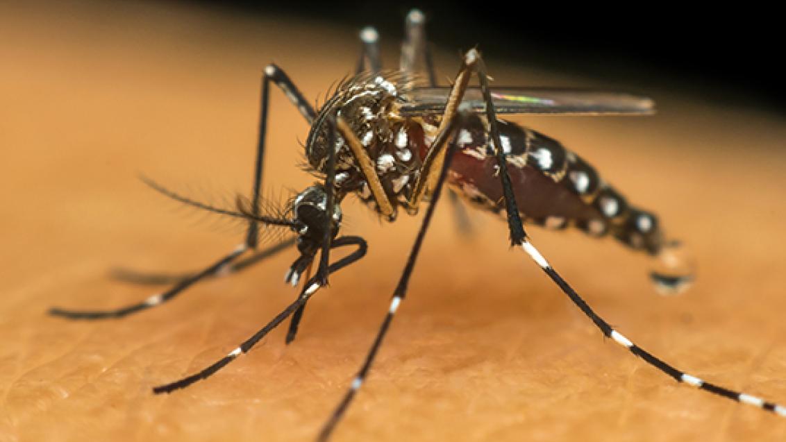 SUSPEITA DE DENGUE EM 2026? SAIBA O QUE FAZER E QUAIS SÃO OS 5 PASSOS ESSENCIAIS