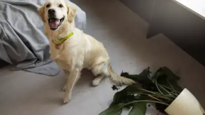 Descubra o Poder Surpreendente dos Pets na Sua Saúde Mental