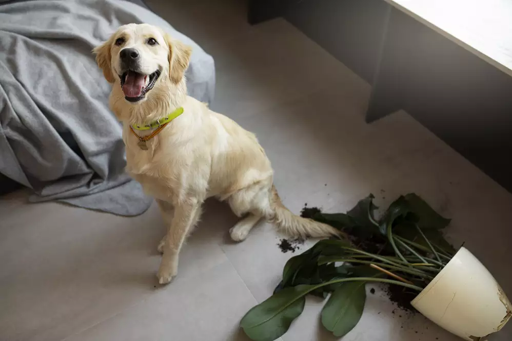 Como Proteger Seu Pet do Pânico dos Fogos de Réveillon
