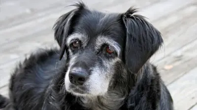 Segredos Revelados: Transforme a Vida dos Seus Pets Idosos Hoje