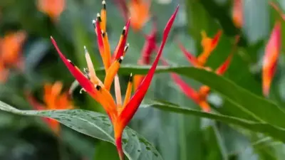 Helicônia‑papagaio: a flor exuberante que traz a selva ao seu jardim