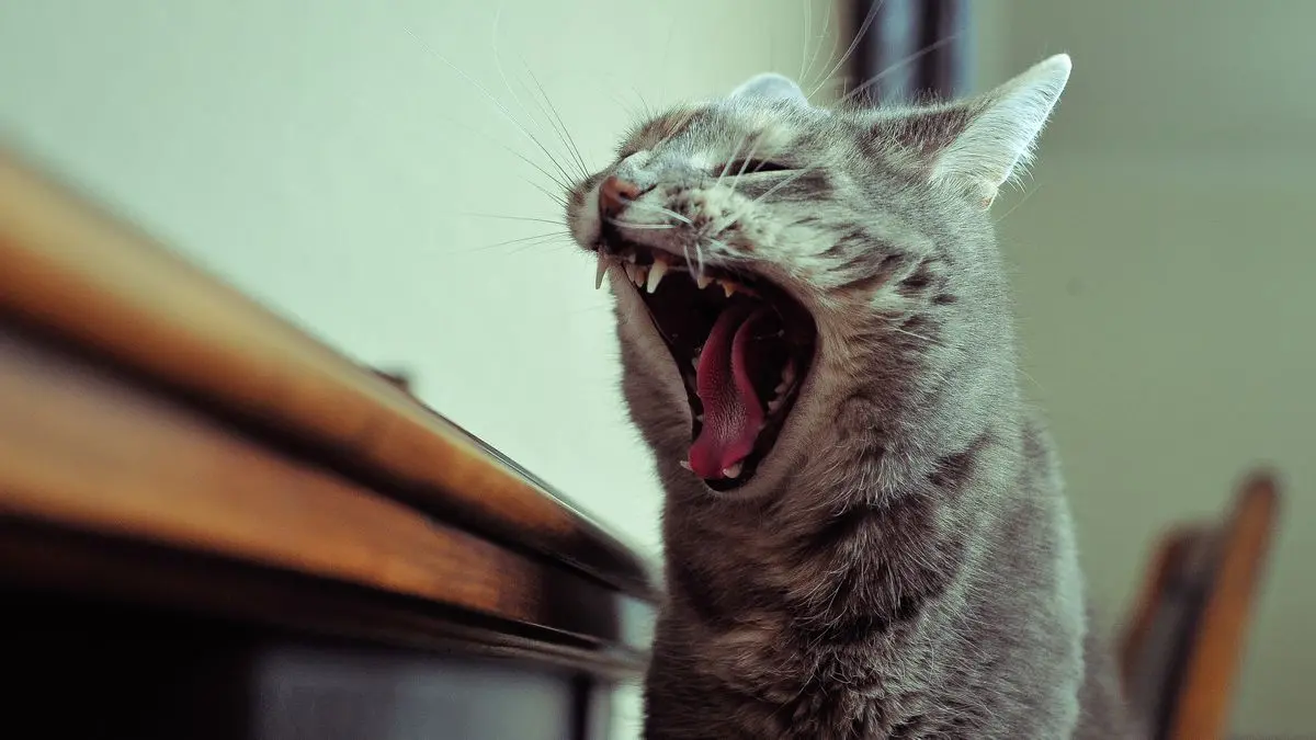 Por que os animais também bocejam? Entenda o comportamento