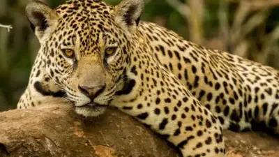 7 Segredos da Onça-Pintada que vão te deixar de queixo caído
