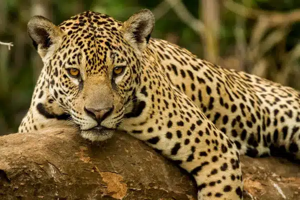 7 Segredos da Onça-Pintada que vão te deixar de queixo caído