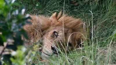 Segredos Surpreendentes dos Extremos do Mundo Animal Revelados