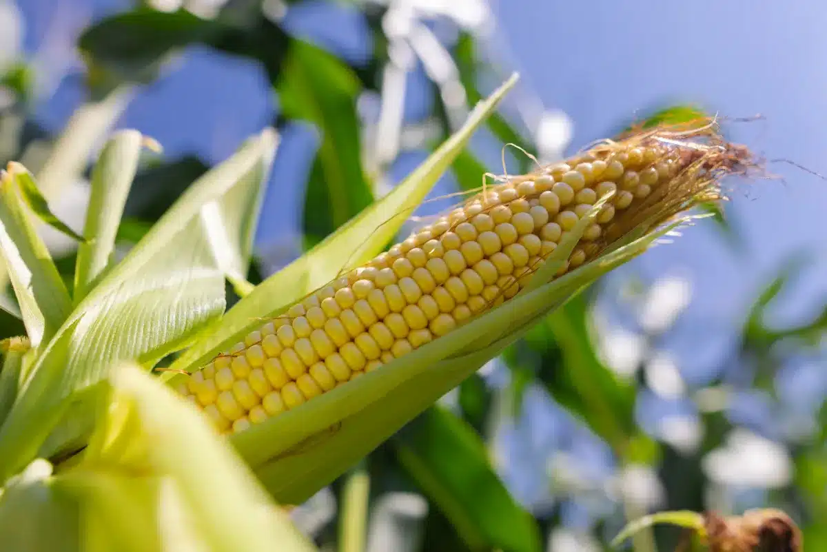 Descubra os Segredos Nutricionais do Milho nas Festas Juninas